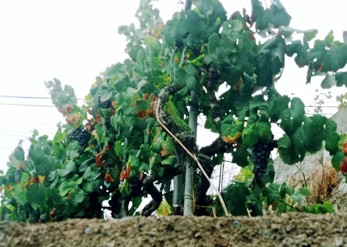 Live La Victoria Carril - Casa Acogedora Y Familiar Con Terraza Completa La Victoria de Acentejo