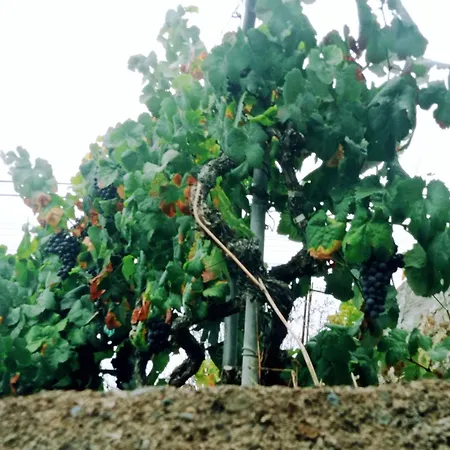 Live La Victoria Carril - Casa Acogedora Y Familiar Con Terraza Completa La Victoria de Acentejo